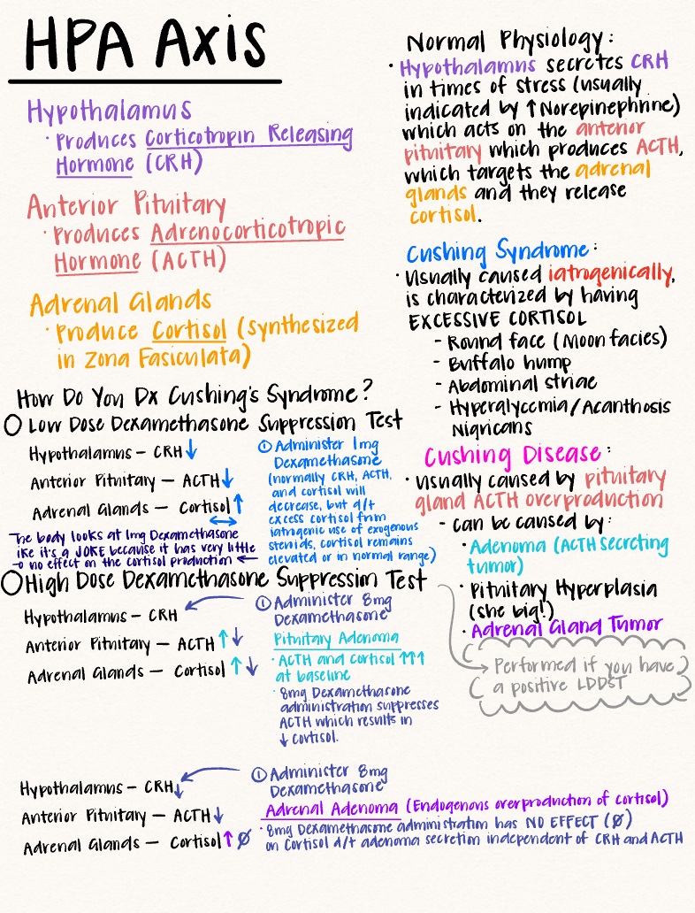 Dexamethasone Suppression Test Explained - Notability Gallery