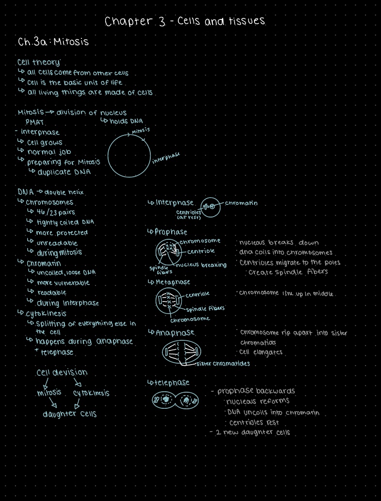 Ch 3 Anatomy Study Notes, Cell Mitosis And The Phases - Notability Gallery