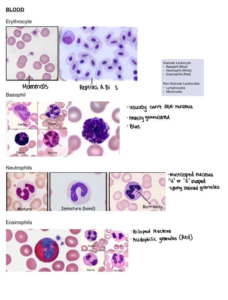 Blood Histology - Notability Gallery