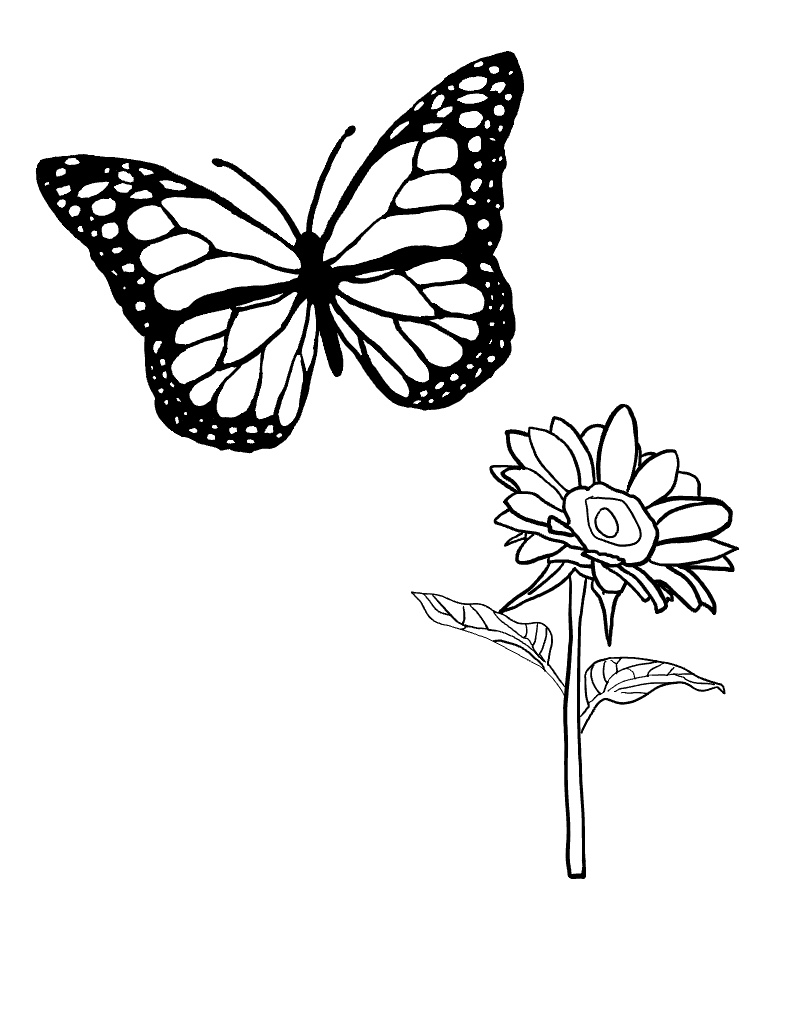 Butterfly And Flower - Notability Gallery