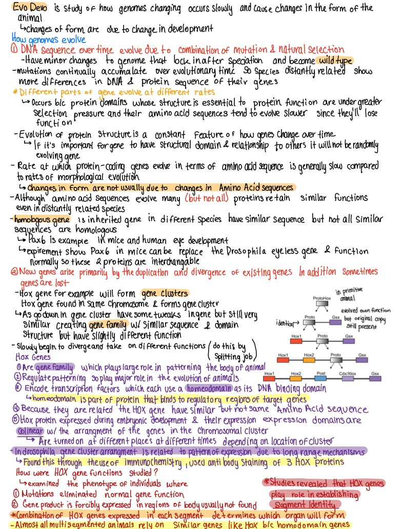 Lecture 40: Evolution Of Genes And Genomes - Notability Gallery