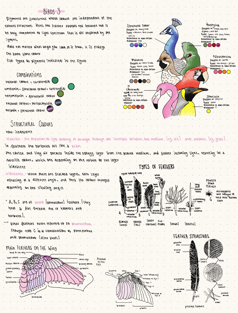 ZY2000 Birds 3 - Notability Gallery