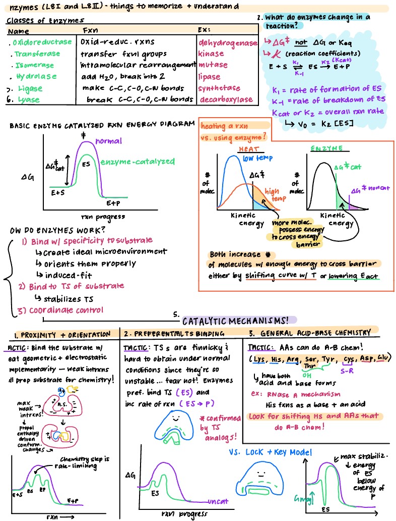 Enzymes (biochemistry) - Notability Gallery