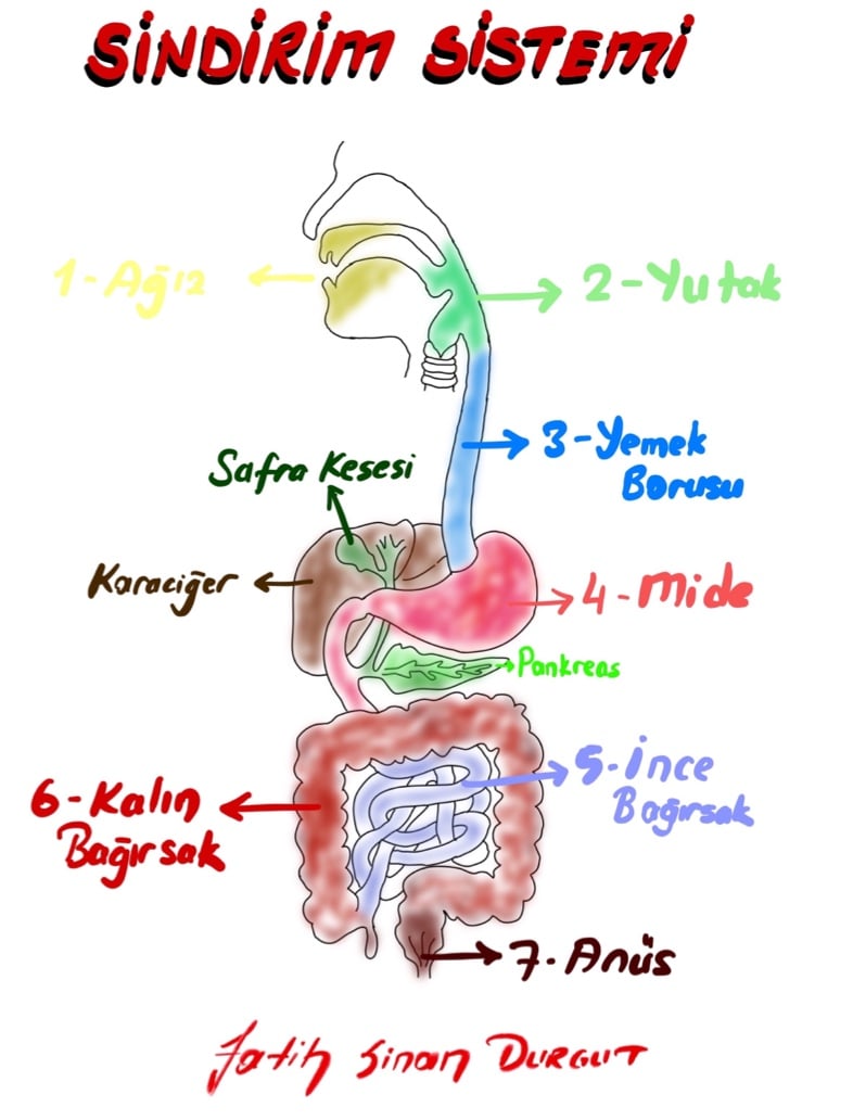 sindirim sistemi çizimi