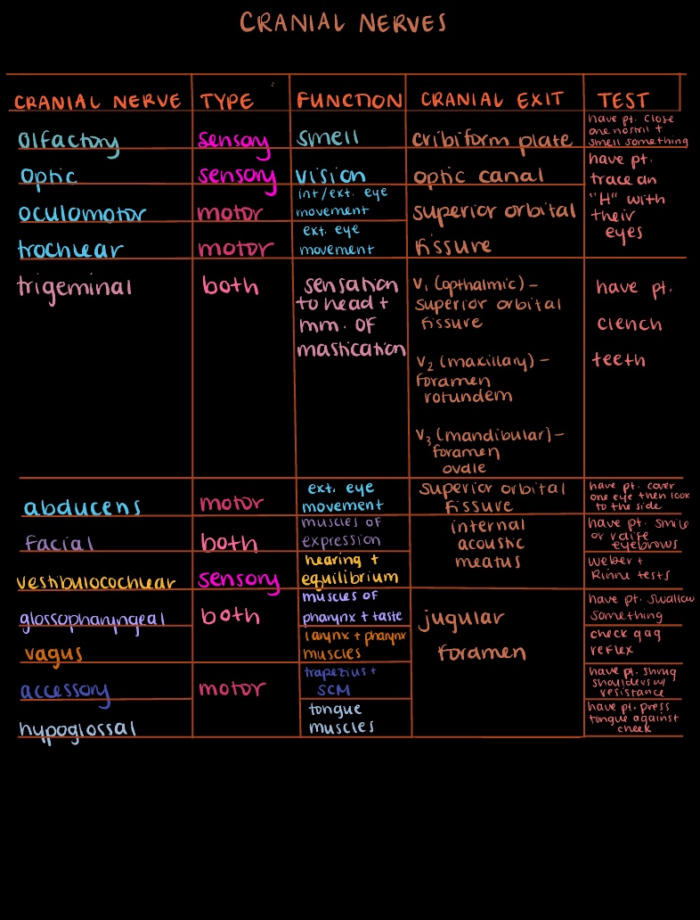 Cranial Nerves - Notability Gallery