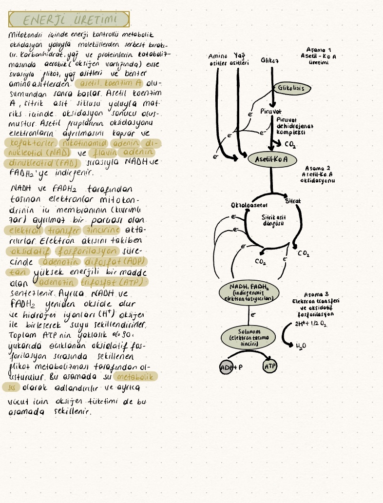 Physiology - Notability Gallery