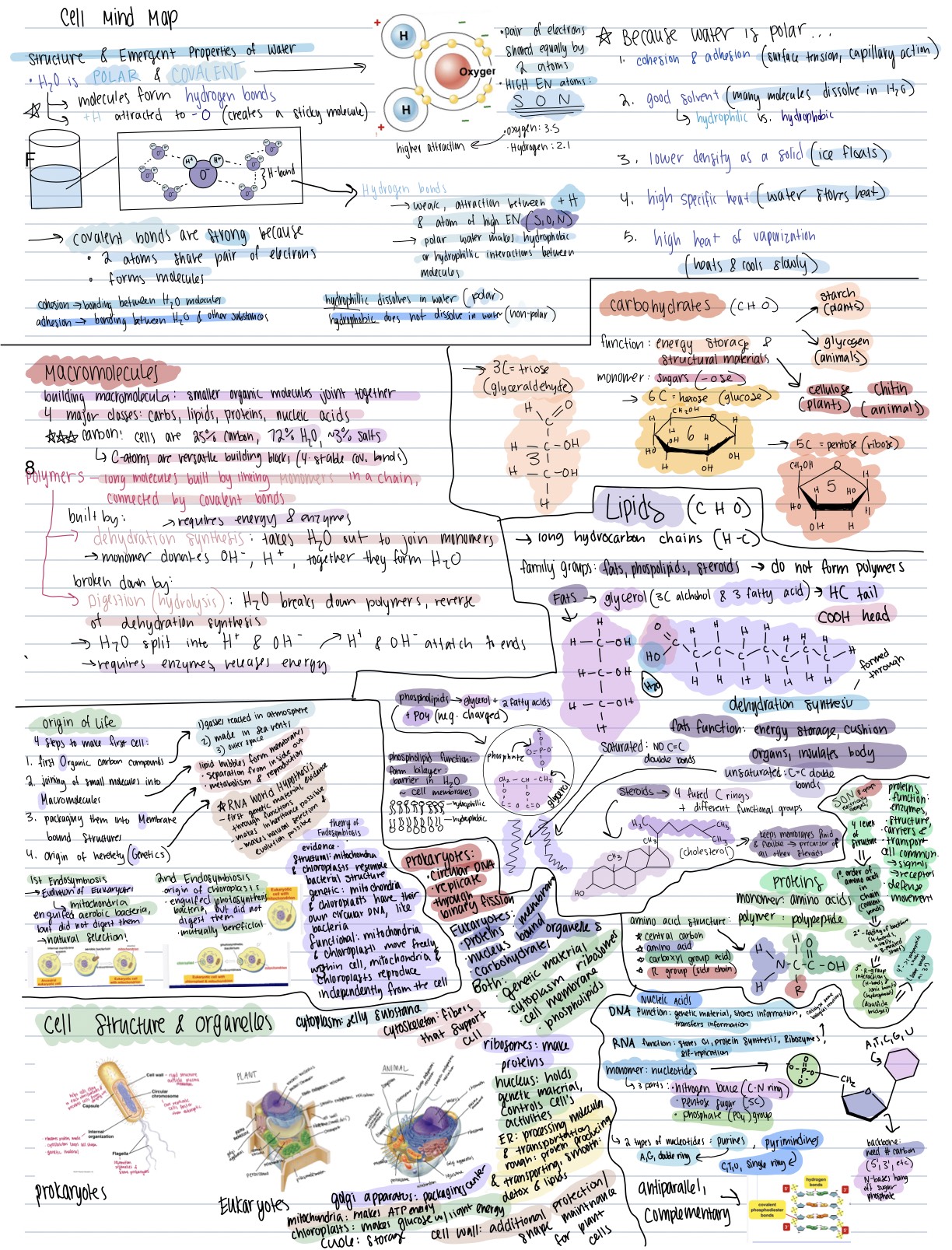 Origin Of Life Unit Mind Map AP BIO - Notability Gallery