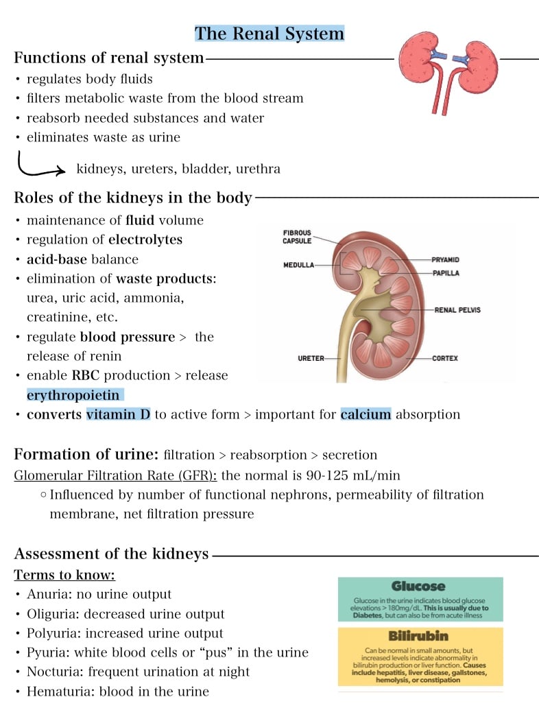 Kidney Function - Notability Gallery