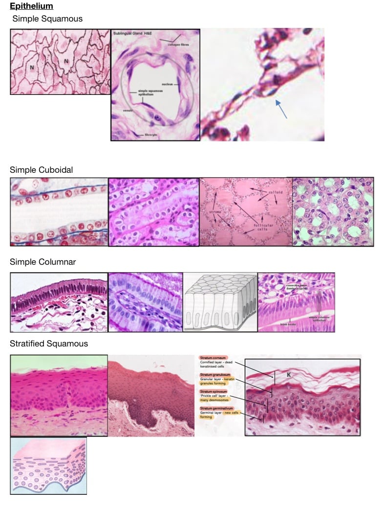 Epithelium Histology - Notability Gallery