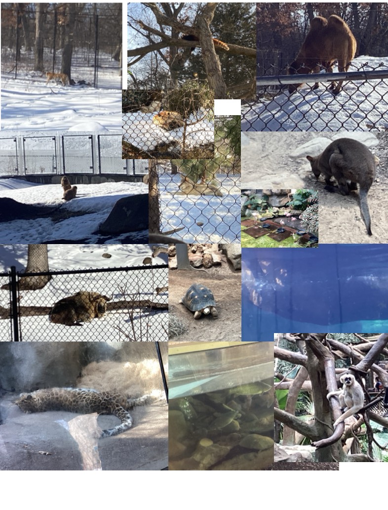 ZOO PIC’S ^^ - Notability Gallery