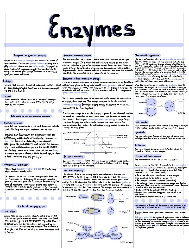 Enzymes Notes.pdf Enzymes - Notability Gallery