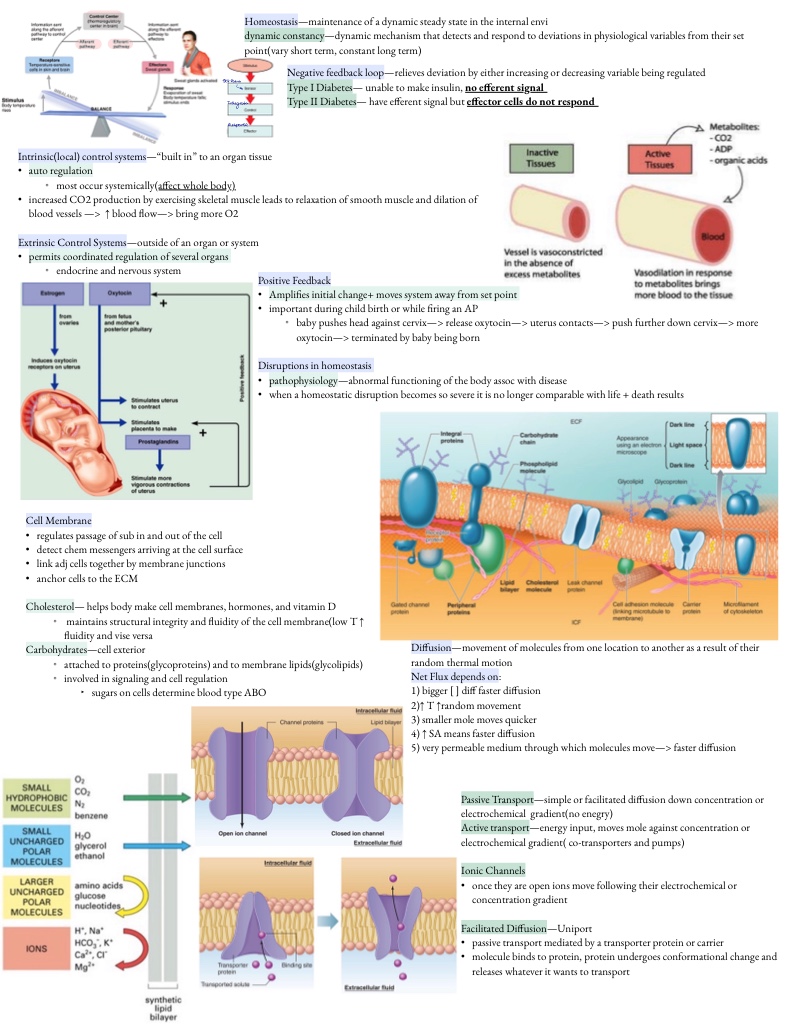 NPB 101 Midterm 1 Summary Sheet - Notability Gallery
