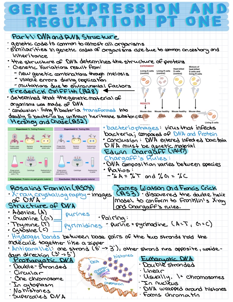 Gene Expression And Regulation PT 1 - Notability Gallery