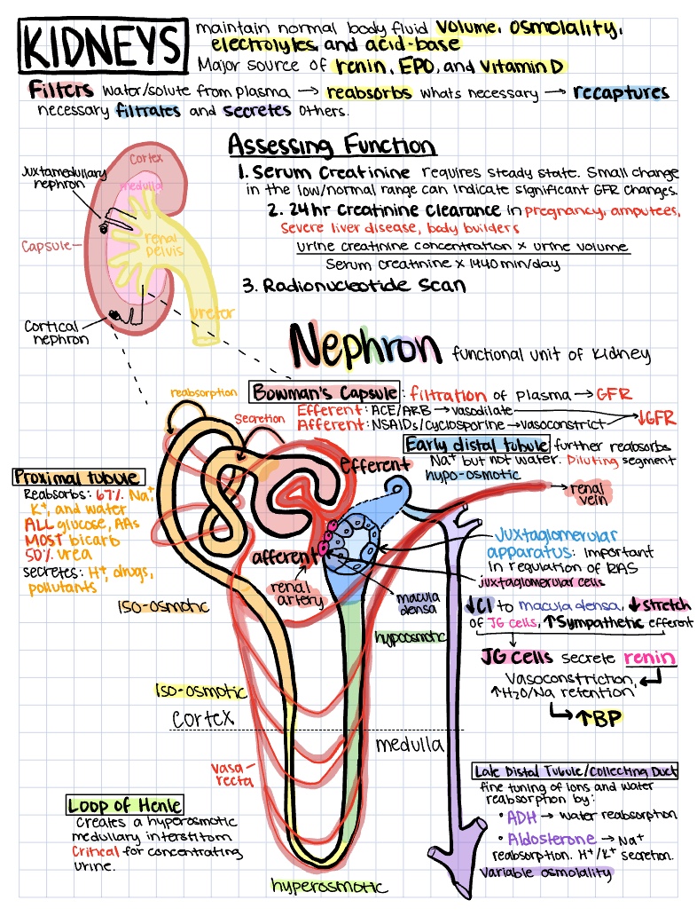 Kidney Overview - Notability Gallery