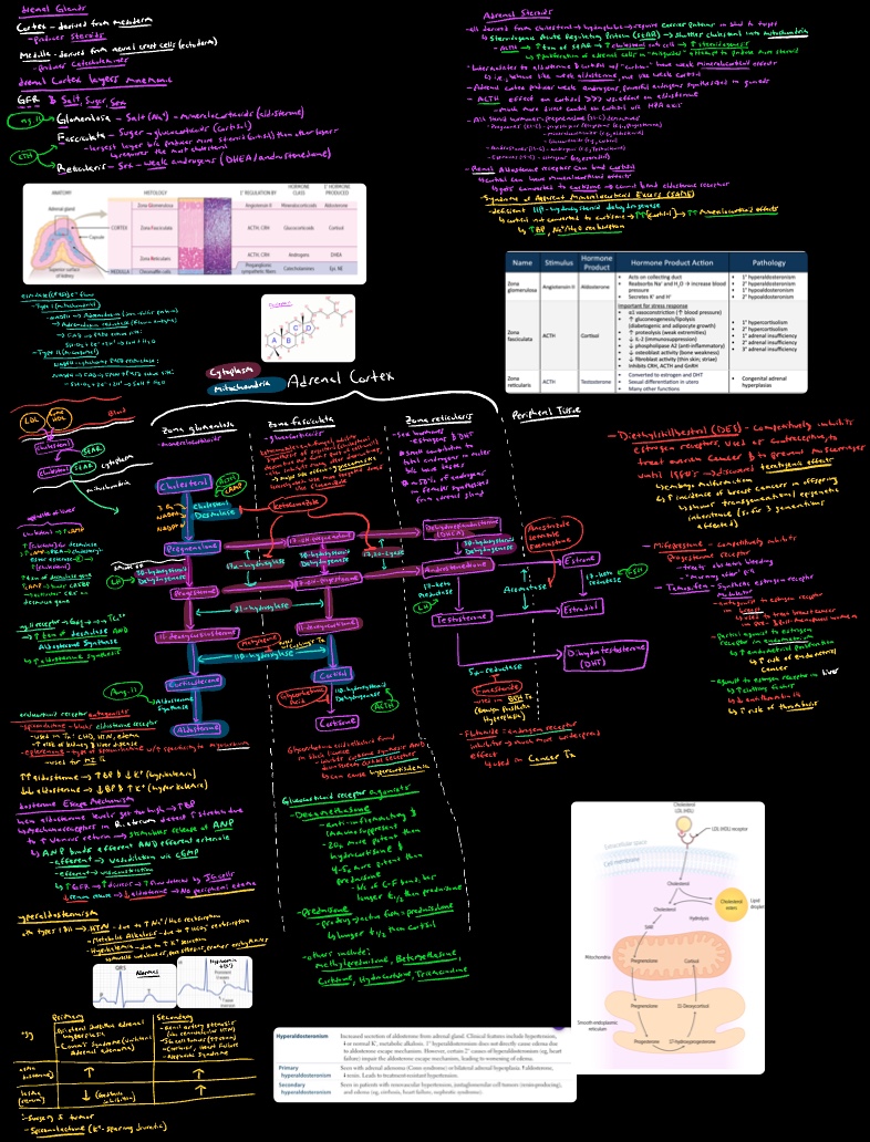 Steroid Hormones - Notability Gallery
