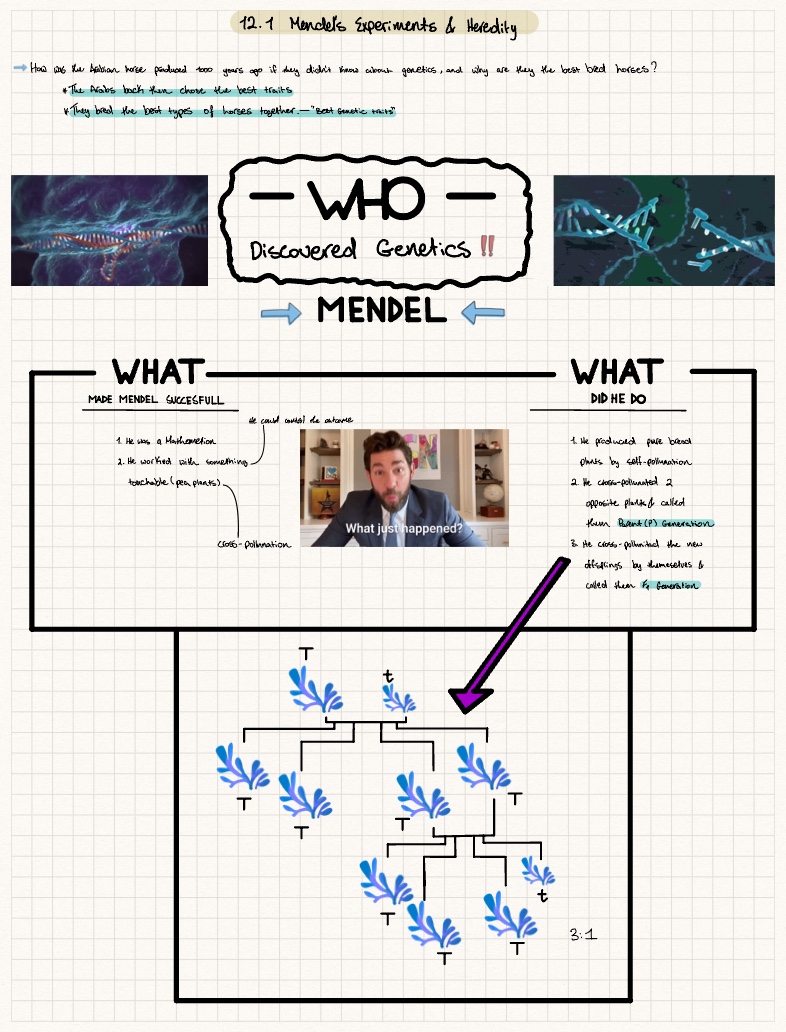12.1 | Mendel's Experiments & Heredity - Notability Gallery