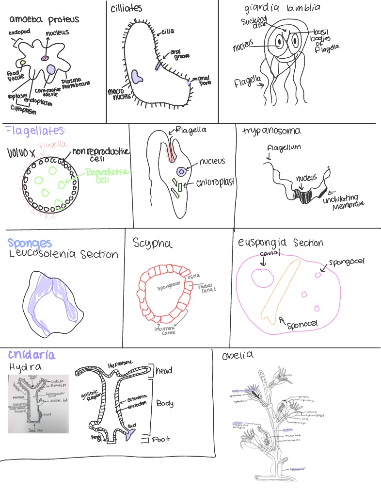 Animal Biology Lab Cells Anddissections - Notability Gallery