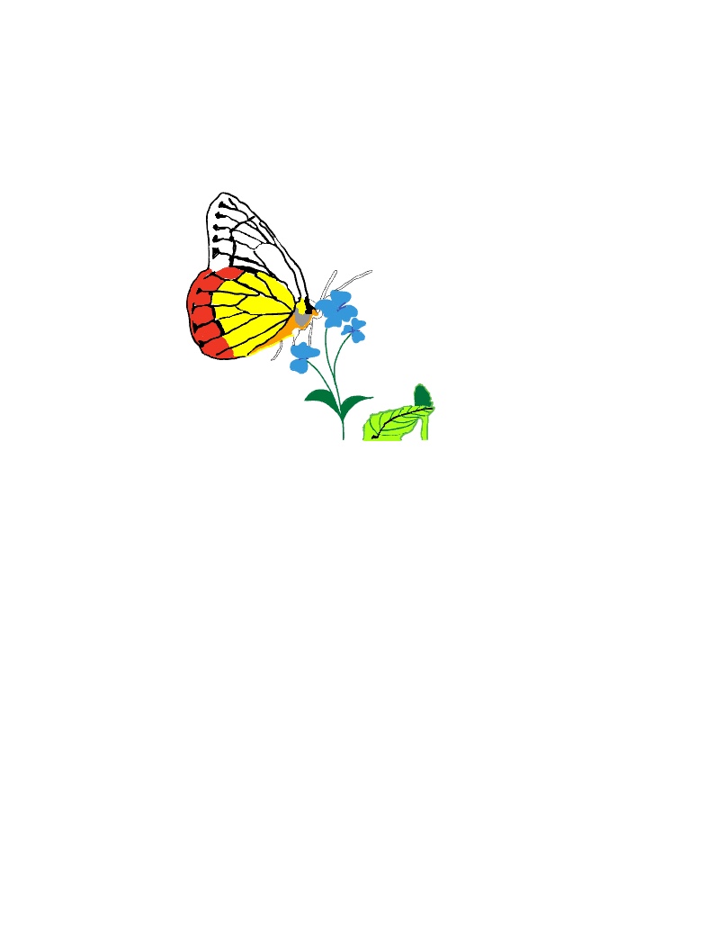 Butterfly And Flowers - Notability Gallery