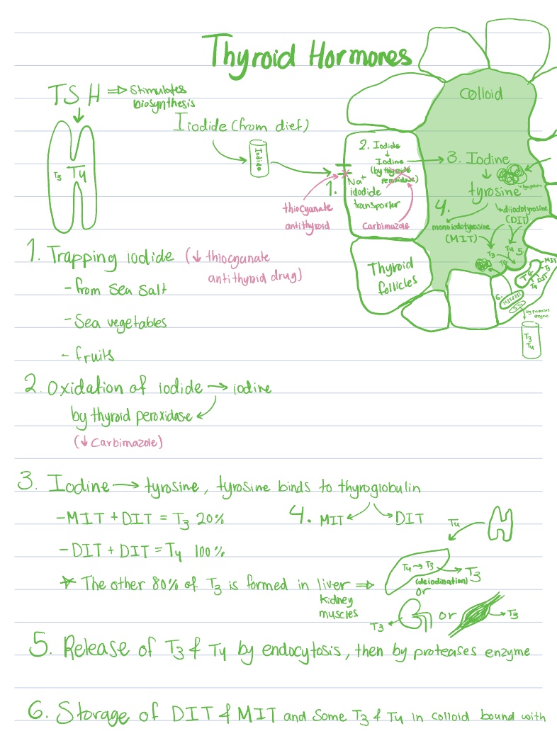 Thyroid Hormones - Notability Gallery