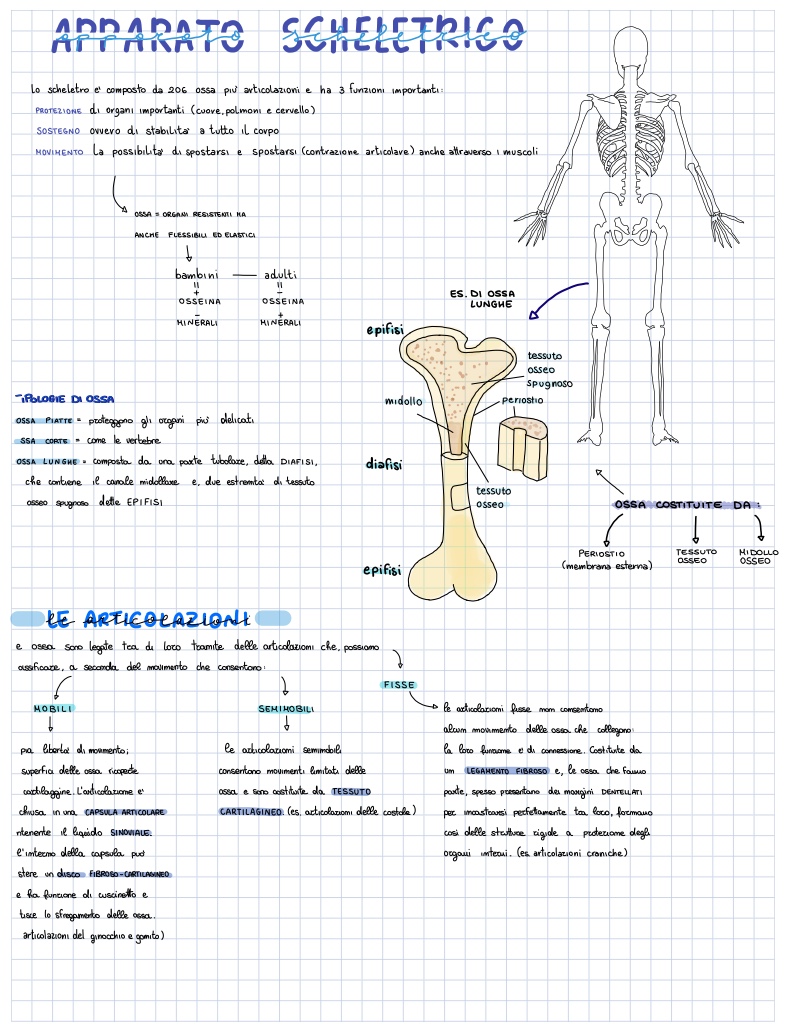 Apparato Scheletrico - Galleria Notability