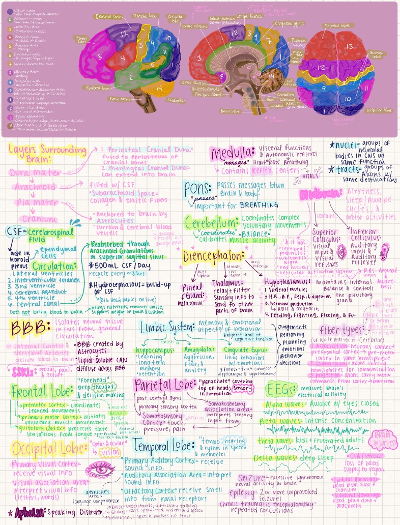 Brain Anatomy & Cranial Nerves - Notability Gallery