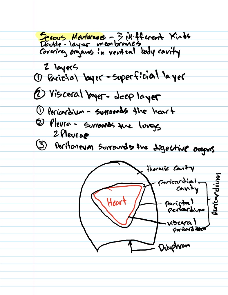 A And P Lab Test Review - Notability Gallery