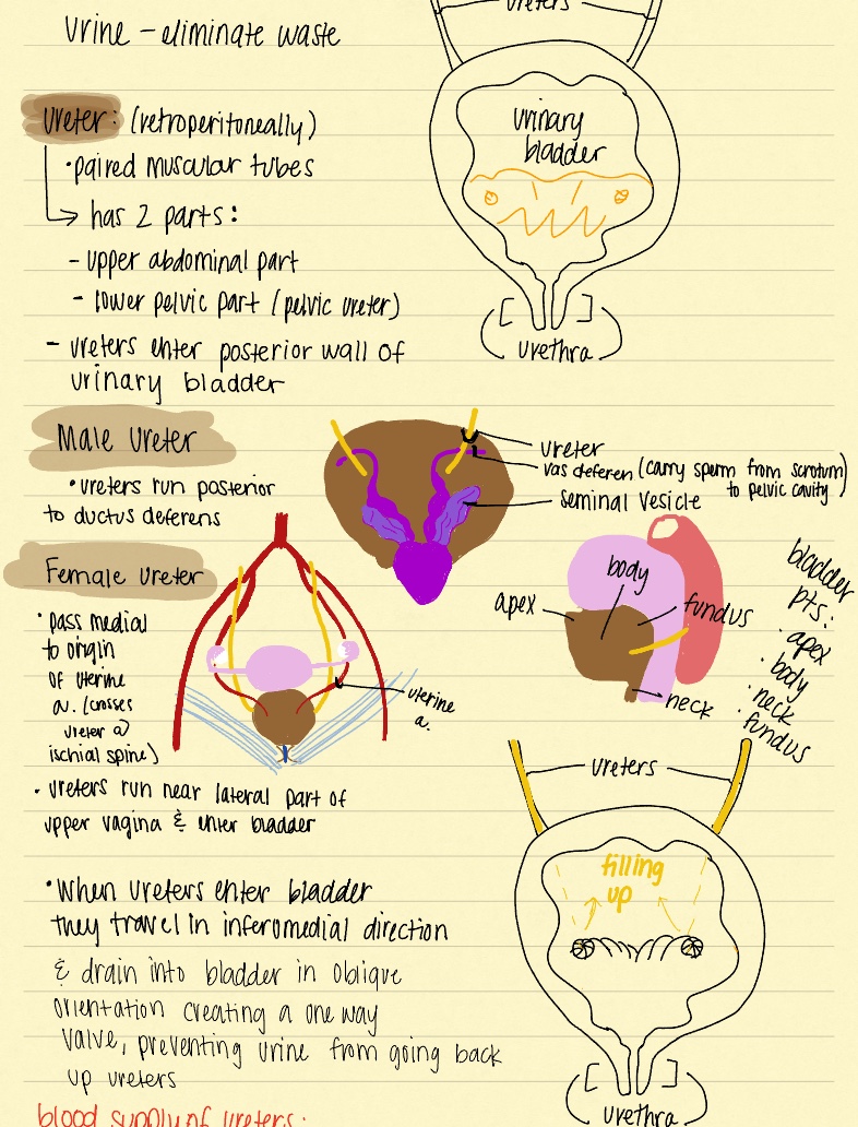 Urinary Organs Of Pelvis - Notability Gallery