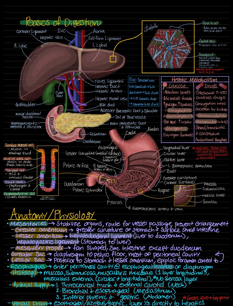 Notes Of Anatomy Anatomy Summary Notability Gallery