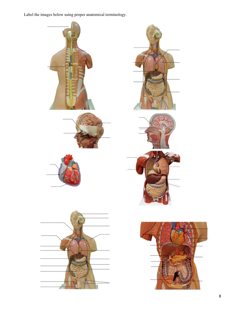 Anatomy And Physiology Study Guides, Chapters 1-3 - Notability Gallery
