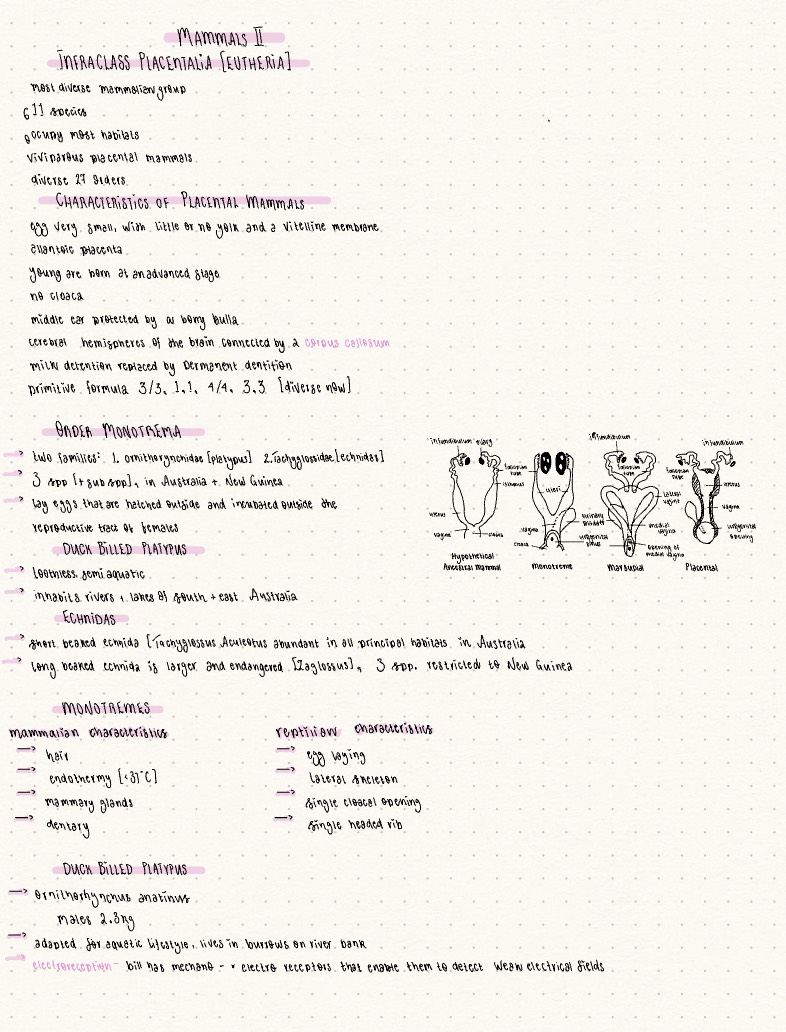 ZY2000 Mammals 3 & 4 - Notability Gallery