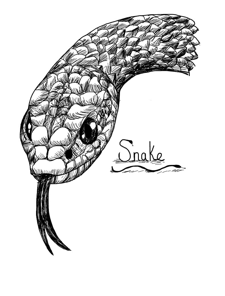 Snake Drawing - Notability Gallery