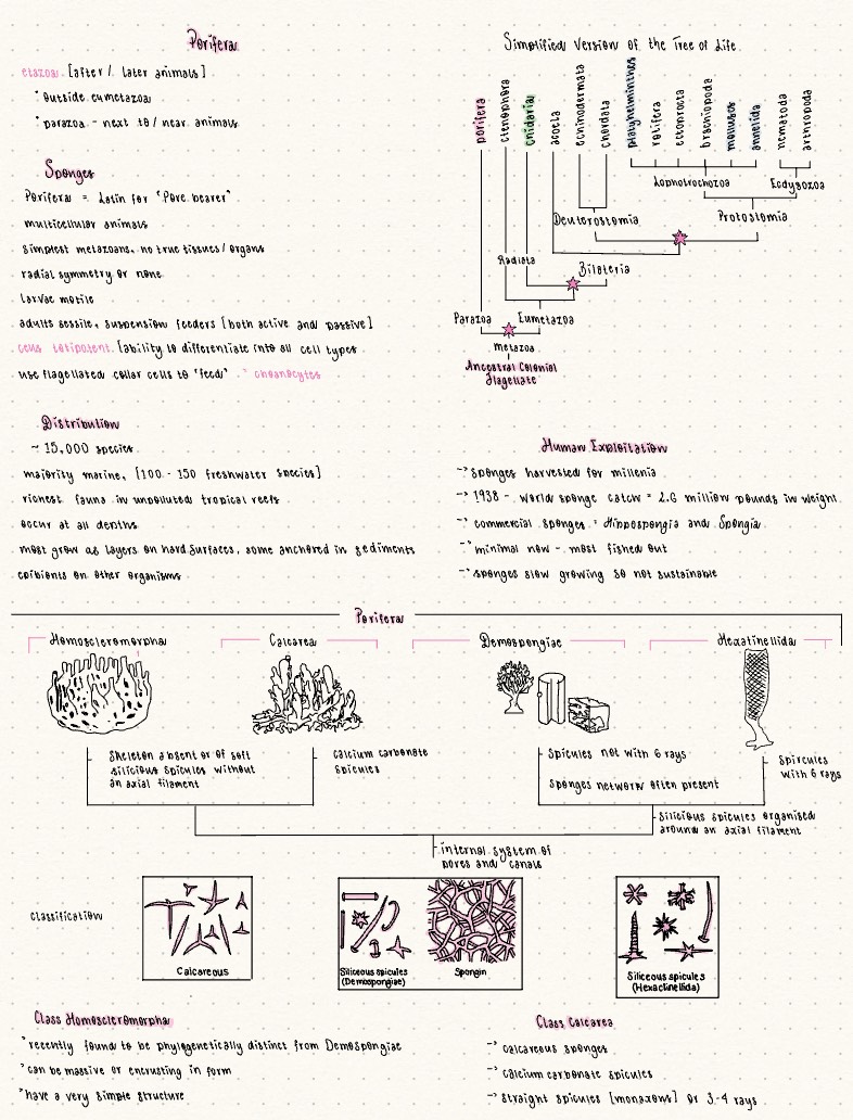 ZY2005 Porifera - Notability Gallery