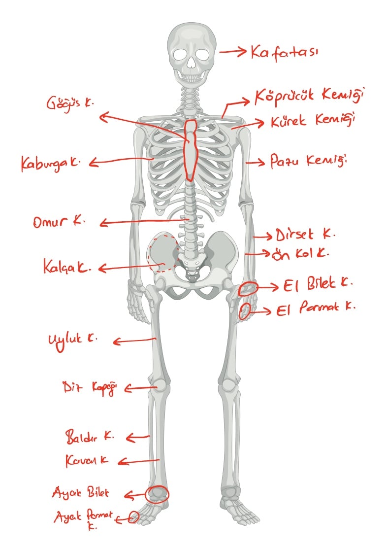 Iskelet Sistemi - Notability Gallery