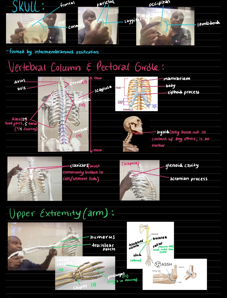 Bone Practical Study - Notability Gallery