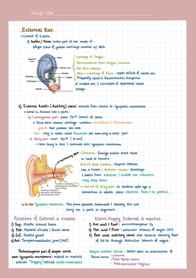 Ear Anatomy - Notability Gallery