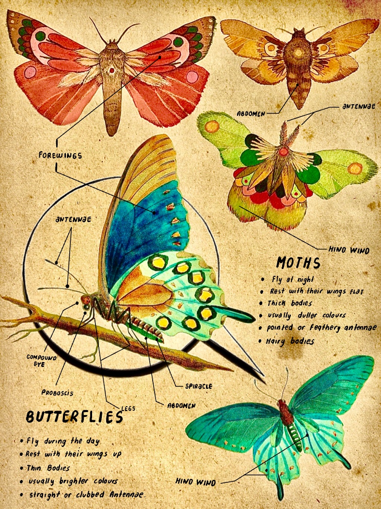 Butterflies - Notability Gallery