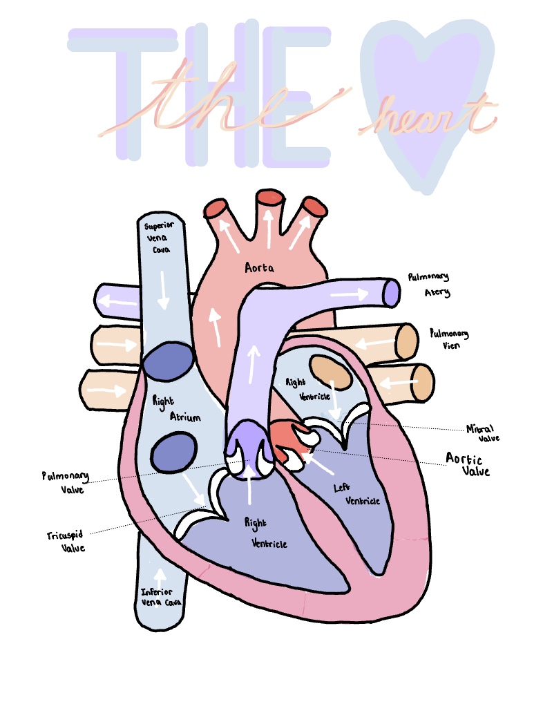 The Heart - Notability Gallery