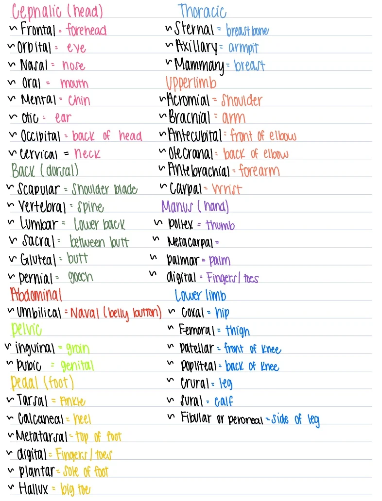 Anatomical Body Parts - Notability Gallery