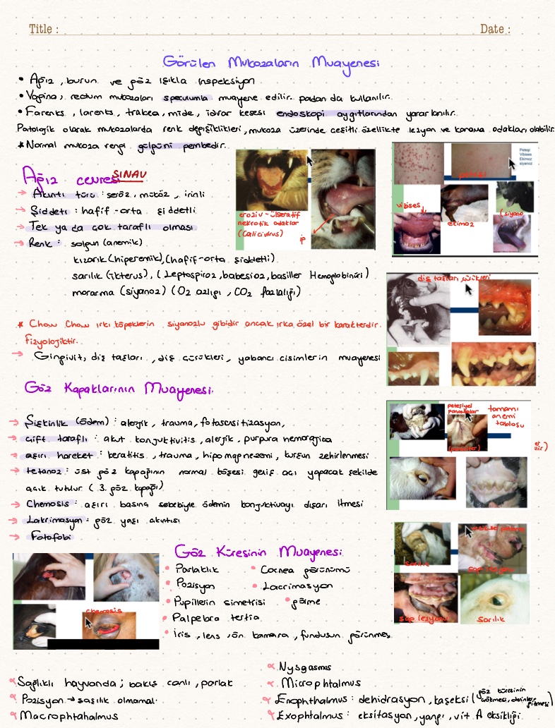 İç Hastalıklar 4 - Notability Gallery