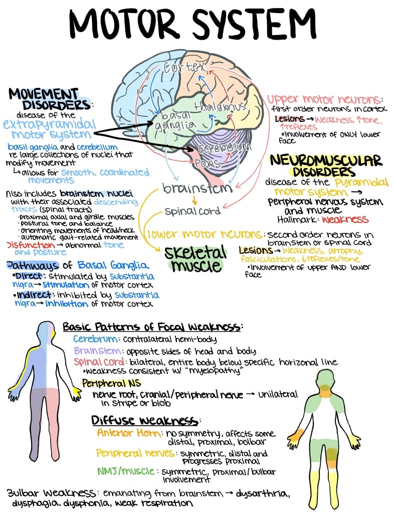 Motor System Pathology Biology Diagrams