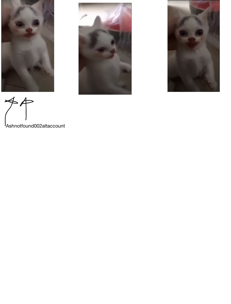 Cursed Cat Pfp Screen Shot It - Notability Gallery