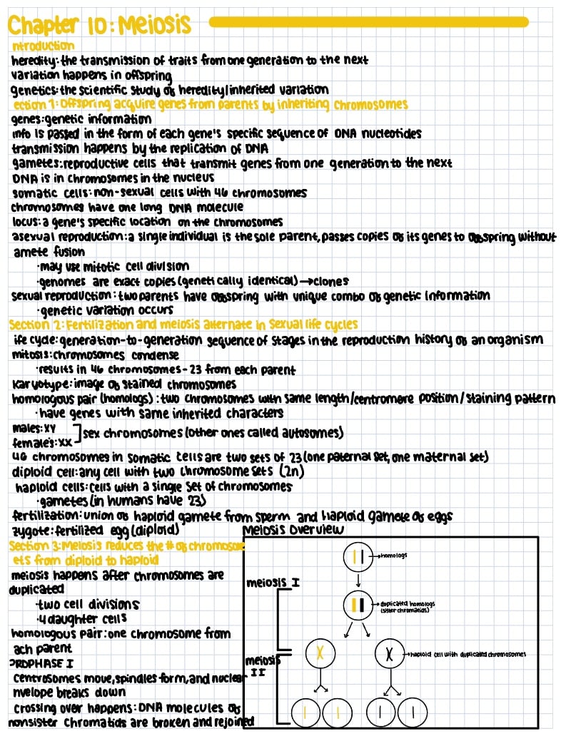 Chapter 10 Meiosis Worksheet Answers