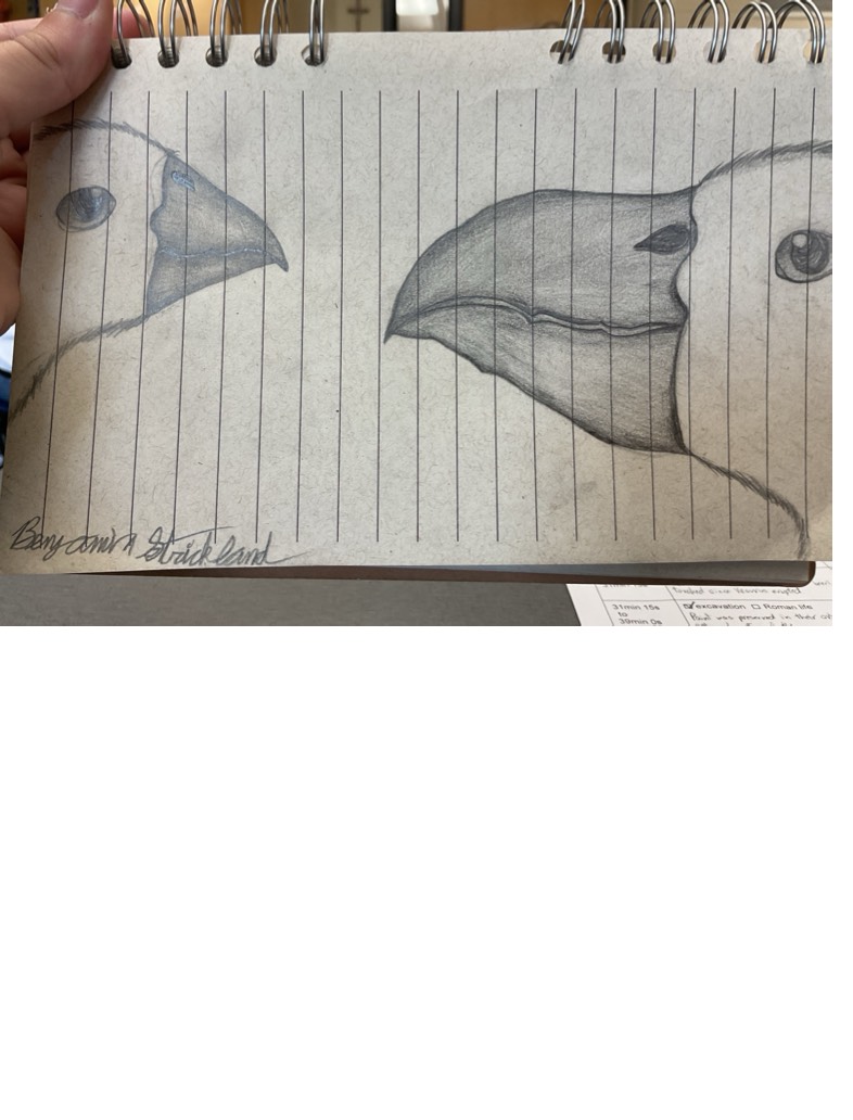 A Tale Of Two Birds - Notability Gallery