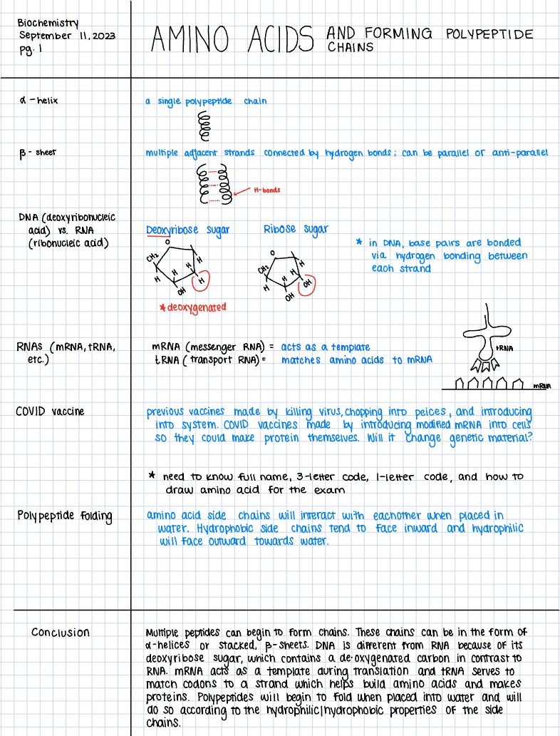 Biochem: Amino Acids & Polypeptides - Notability Gallery