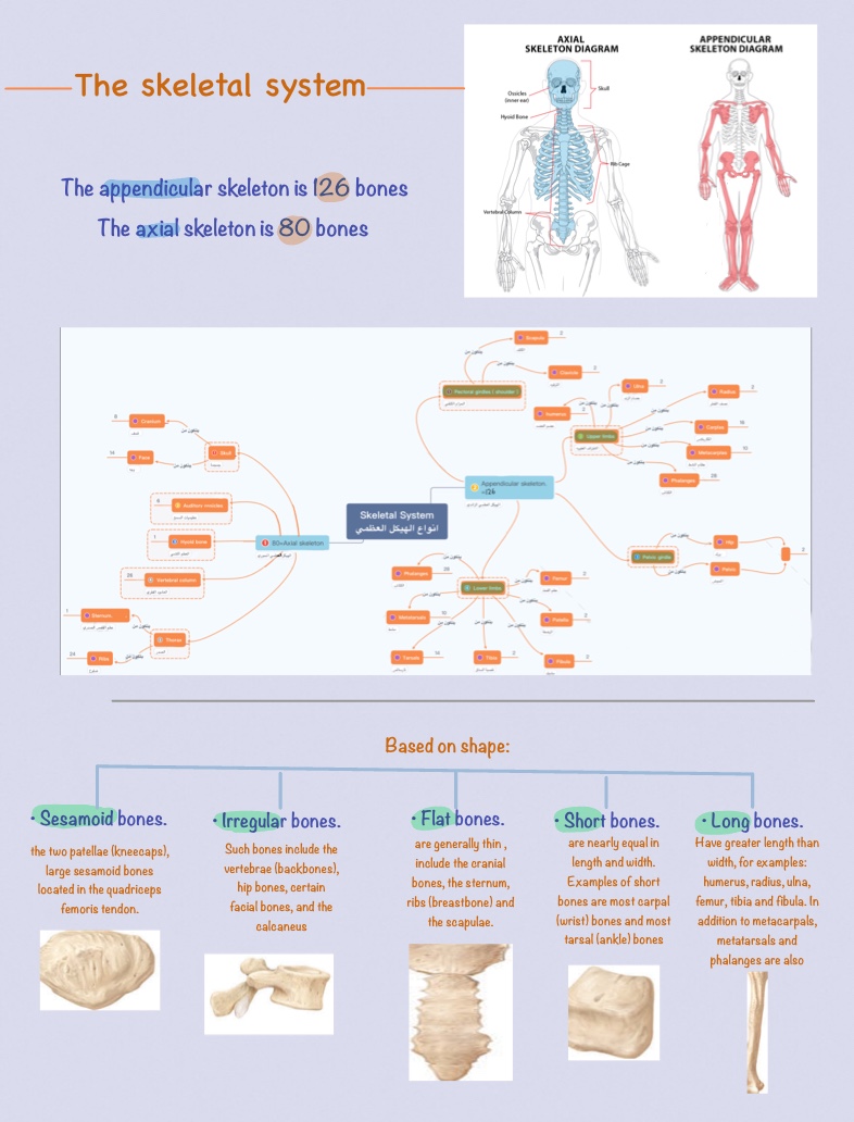 Anatomy - Notability Gallery
