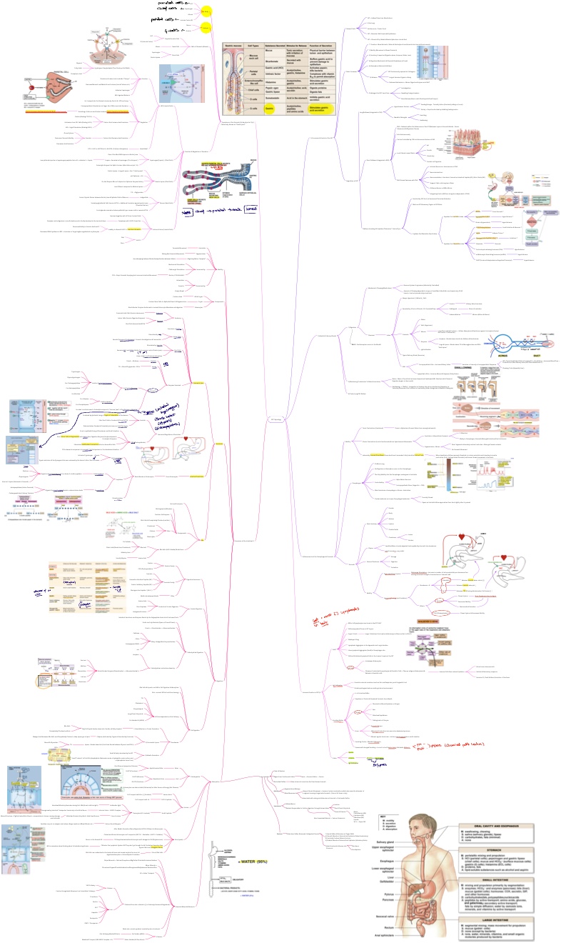 GIT Physiology Summary (W. Piater) - Notability Gallery