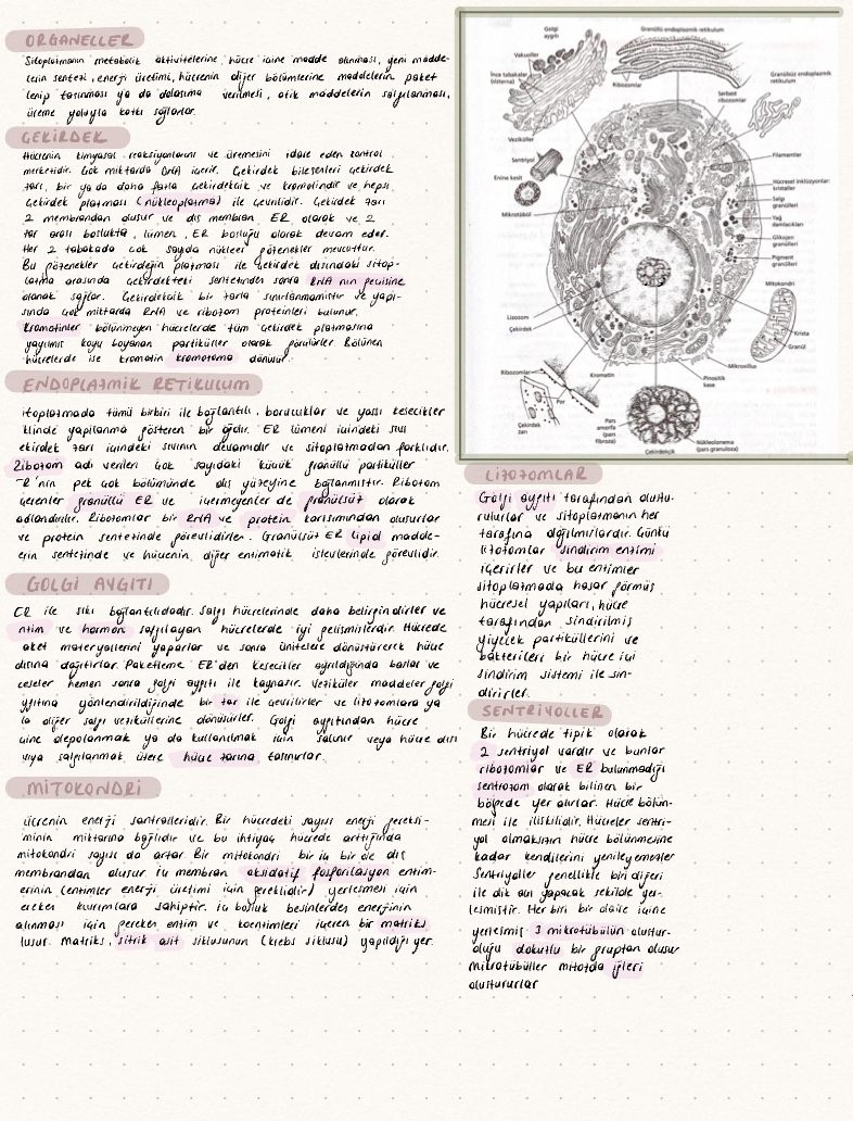 Physiology - Notability Gallery