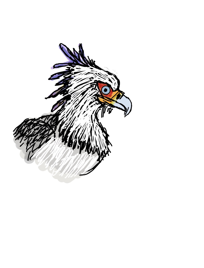 Beautiful Secratary Bird - Notability Gallery