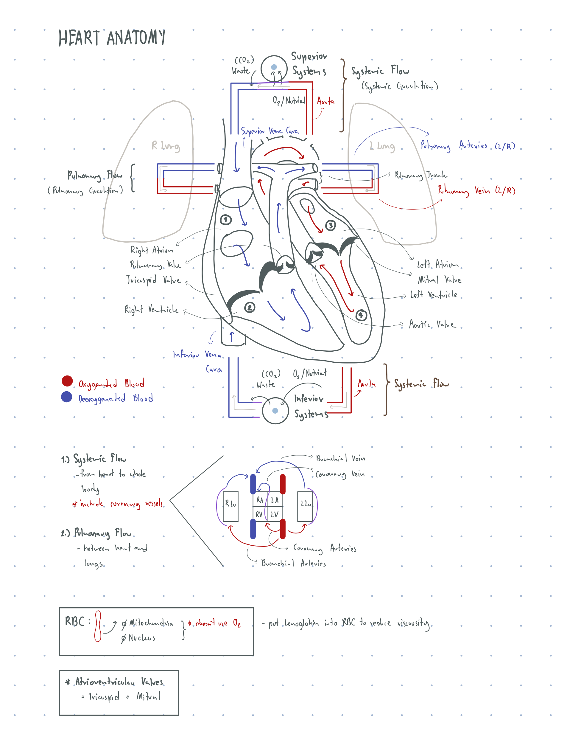 Basic Circulatory note